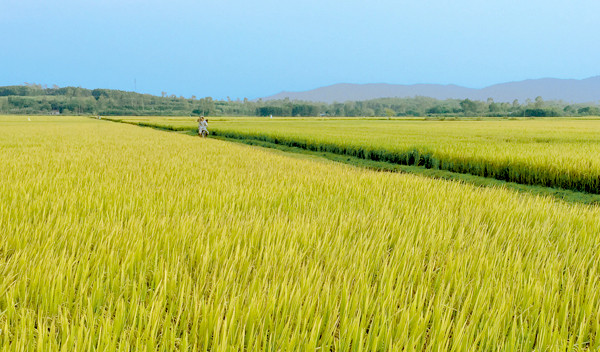 Cánh đồng tích tụ ruộng đất và liên kết sản xuất lúa giống rộng gần 55ha của xã Bình Chánh.