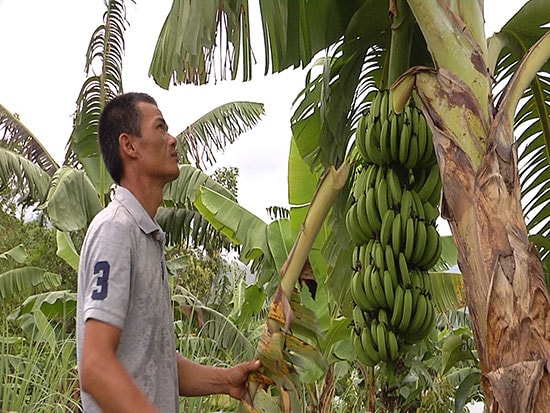 Mô hình vườn cây ăn quả trên địa bàn Trà Tân mang lại nguồn thu nhập khá cho người dân nơi đây. Ảnh: T.B