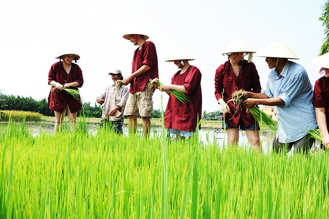 Visitors transplanting rice seedlings in Cam Thanh