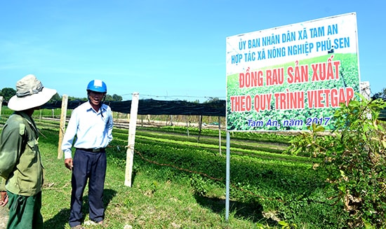 Hợp tác xã Nông nghiệp Phú Sen đang rất cần vay vốn theo Nghị định 55 để mở rộng quy mô sản xuất rau VietGAP. Ảnh: VIỆT NGUYỄN