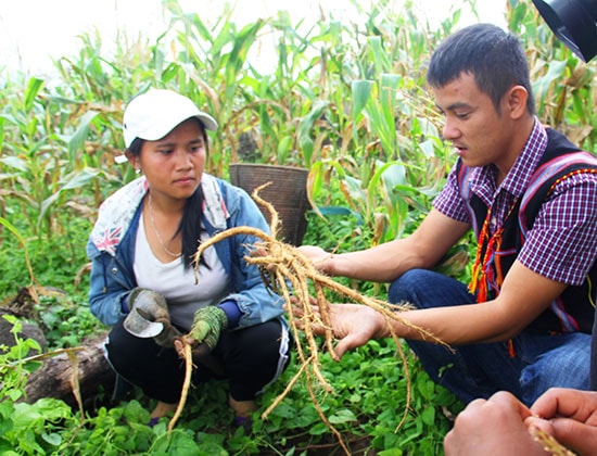 Người dân thu hoạch vụ mùa đảng sâm theo phương pháp trồng xen canh trên đất rẫy.  Ảnh: ĐĂNG NGUYÊN