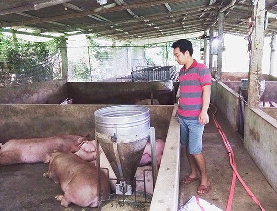 Anh Phan Văn Phước kiểm tra đàn heo thịt. Ảnh: Đ.Đ