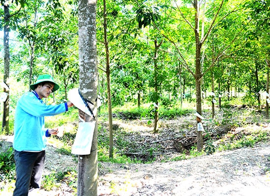 Người dân Bình Phú thu hoạch mủ cao su. Ảnh: V.Q