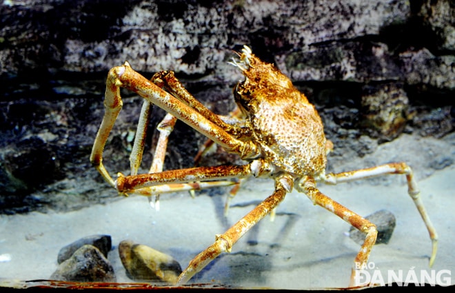 Cua khổng lồ tại “thủy cung” Vinpearl Aquarium Times City.