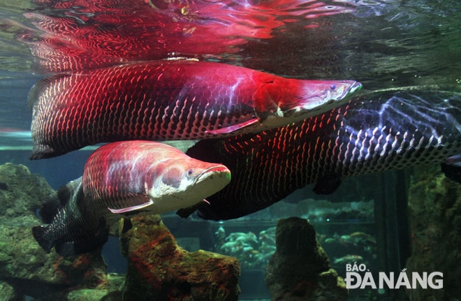 Nhiều loại cá quý hiếm có mặt tại “thủy cung” Vinpearl Aquarium Times City.