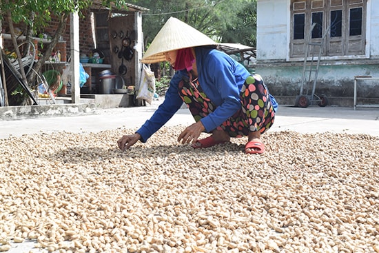 Phơi đậu. Ảnh: NHẬT TRƯƠNG