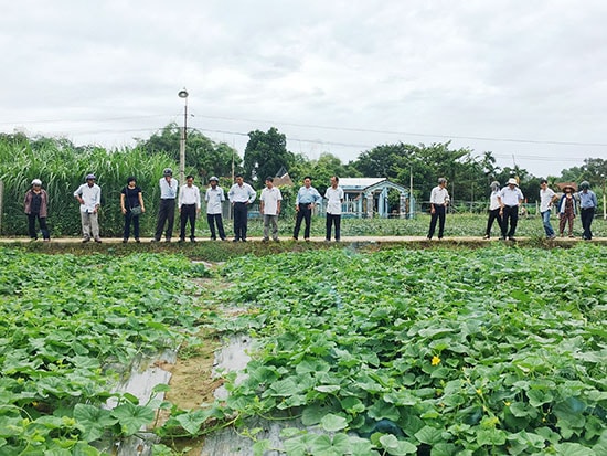 Các đại biểu tham quan mô hình sản xuất dưa gang an toàn tại xã Tam Ngọc (TP.Tam Kỳ) sáng qua 14.8. Ảnh: N.S