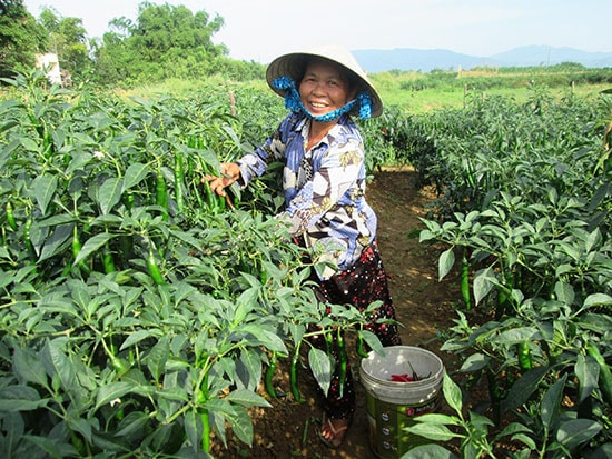 Thời gian tới, Duy Xuyên sẽ tích cực chuyển đổi cơ cấu cây trồng để nâng cao giá trị sản xuất nông nghiệp. Ảnh: VĂN SỰ