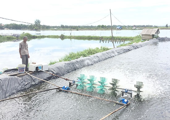 Ông Phan Thâm là người cao tuổi làm kinh tế giỏi tiêu biểu của huyện Duy Xuyên. Ảnh: G.V