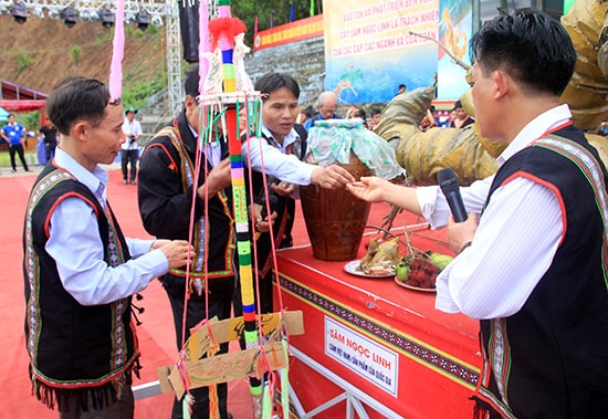 Chia sẻ lá gan của con gà, như một lời tuyên thệ gan ruột với nhau là sẽ cùng nhau bảo vệ rừng, phát triển sâm Ngọc Linh.