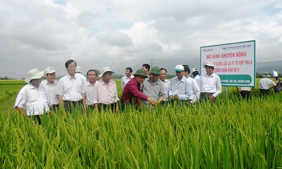 Liên kết sản xuất giống lúa hàng hóa là thế mạnh của Quảng Nam trong thời gian qua. Ảnh: VĂN SỰ