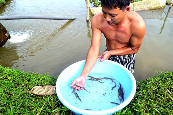 Trung tâm Giống thủy sản Quảng Nam đã cho sinh sản nhân tạo thành công giống cá chạch lấu. Ảnh: V.QUANG