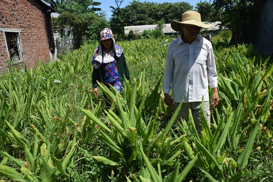 Nhiều vườn nghệ  vàng của người dân xã Tam Lộc đến mùa thu hoạch nhưng không có thương lái thu mua. Ảnh: THANH THẮNG