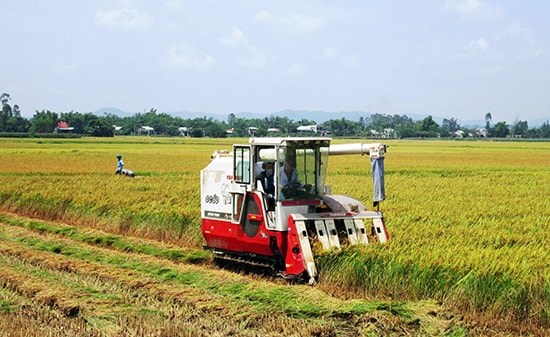 Nhờ ứng dụng đồng bộ cơ giới hóa, sản xuất lúa ở Đại Hiệp luôn đảm bảo khung thời vụ, nâng cao giá trị kinh tế. Ảnh: D.S