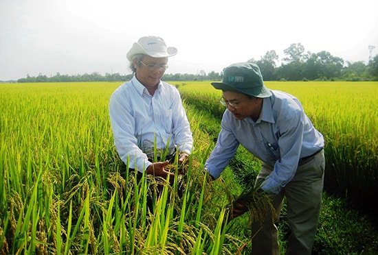 Mô hình liên kết sản xuất giống lúa hàng hóa giúp nông dân địa phương có nguồn thu nhập cao.  Ảnh: D.S