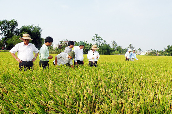 Hàng năm, HTXNN Đại Minh (Đại Lộc) liên kết sản xuất và cung ứng ra thị trường 1.000 tấn giống lúa. Ảnh: VĂN SỰ