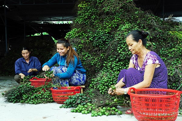 Không chỉ phụ nữ mà còn có cả người già cùng tham gia hái cau. 