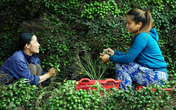 Tham gia hái cau còn là dịp gặp nhau để chị em trao đổi kinh nghiệm xây dựng hạnh phúc gia đình. 