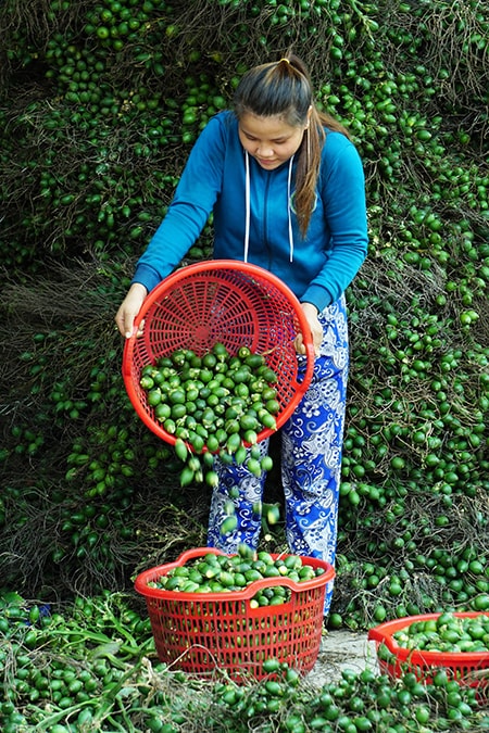 Tập trung trái cau đã hái trước khi đưa vào lò luộc. 