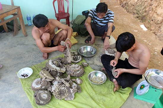 Nhộng ong, ong vò vẽ non được bán với giá bình quân 250 nghìn đồng mỗi ký.Ảnh: THÀNH CÔNG