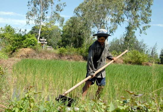 Nông dân xã Bình Giang tích cực chăm sóc cây nếp Hương. Ảnh: HỒ QUÂN