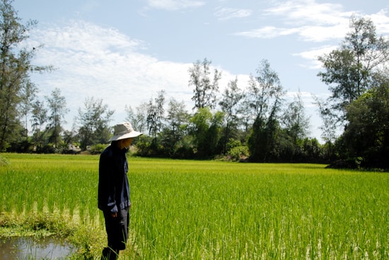 Cây nếp xanh tốt trong niềm phấn khởi của chính quyền và nhân dân xã Bình Giang. Ảnh: HỒ QUÂN