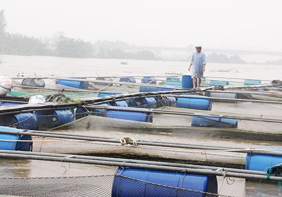 Nguy cơ mất an toàn về người và tài sản đối với việc nuôi cá lồng bè trên sông Tam Kỳ vào mùa mưa lũ. Ảnh: V.A