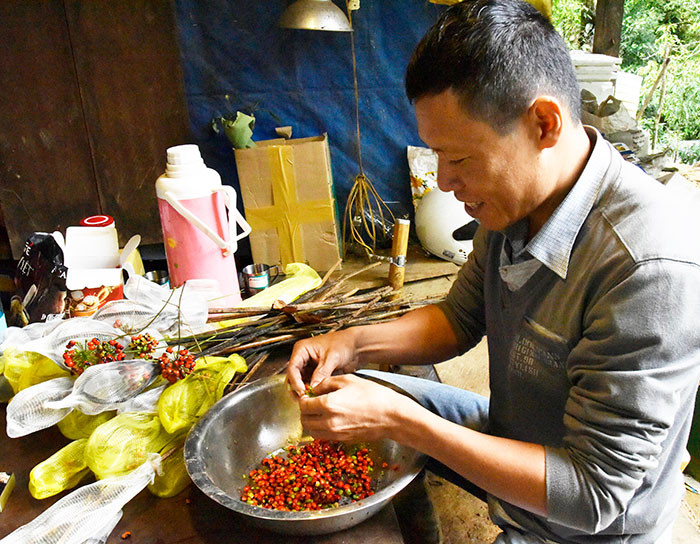 Thu hái từng hạt chín để làm giống.