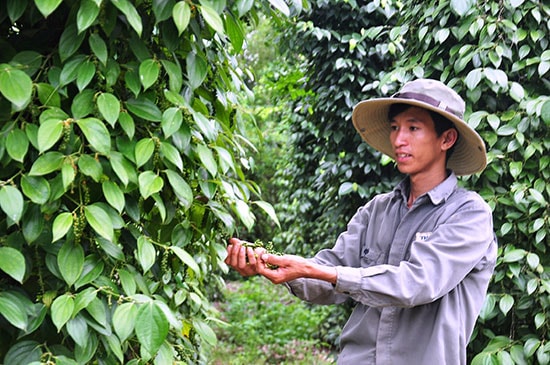 Mô hình trồng tiêu chuyên canh là thế mạnh trong phát triển kinh tế vườn của Tam Thành. Ảnh: VĂN SỰ