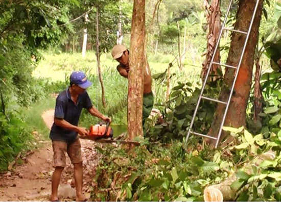 Người dân thôn Hội Lâm (Tiên Châu) tự nguyện phá bỏ cây trồng có giá trị cùng với chính quyền làm đường giao thông nông thôn. Ảnh: HOÀNG HƯNG