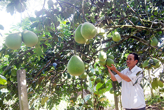 Chủ vườn Nguyễn Thanh Hương phấn chấn bên những cây thanh trà sai trái ở vườn nhà.