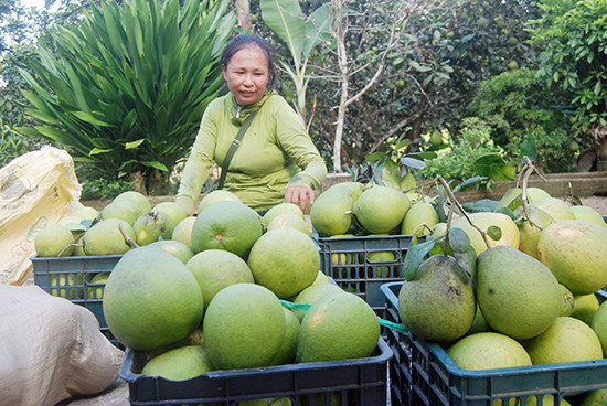 Chị Lương Thị Vân ở TP Tam Kỳ - một bạn hàng mua thanh trà Tiên Hiệp lâu năm tỏ niềm vui bên lô thanh trà đạt chất lương sắp được chị chuyển đến Quảng Ngãi bán.