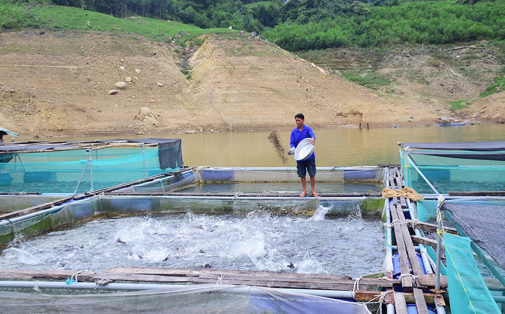 Ông Trần Văn Mạo cho cá ăn vào buổi chiều. Ảnh: THANH THẮNG