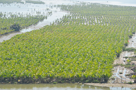 Rừng dừa được trồng mới ở xã Cẩm Thanh. Ảnh: T.H
