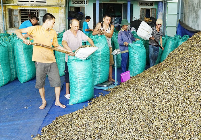 Cau qua sơ chế được đóng bao chờ đưa đi xuất khẩu.