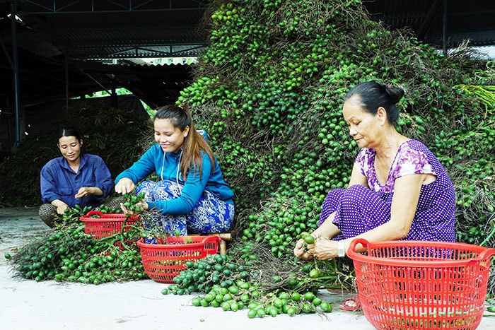 Phụ nữ tham gia hái cau.