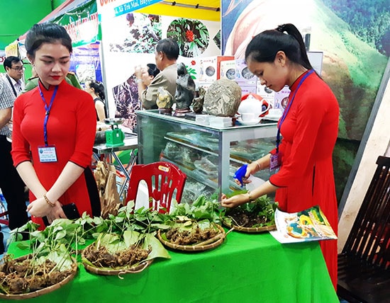 Sâm Ngọc Linh được bày bán tại hội chợ sâm Ngọc Linh. Ảnh: H.L