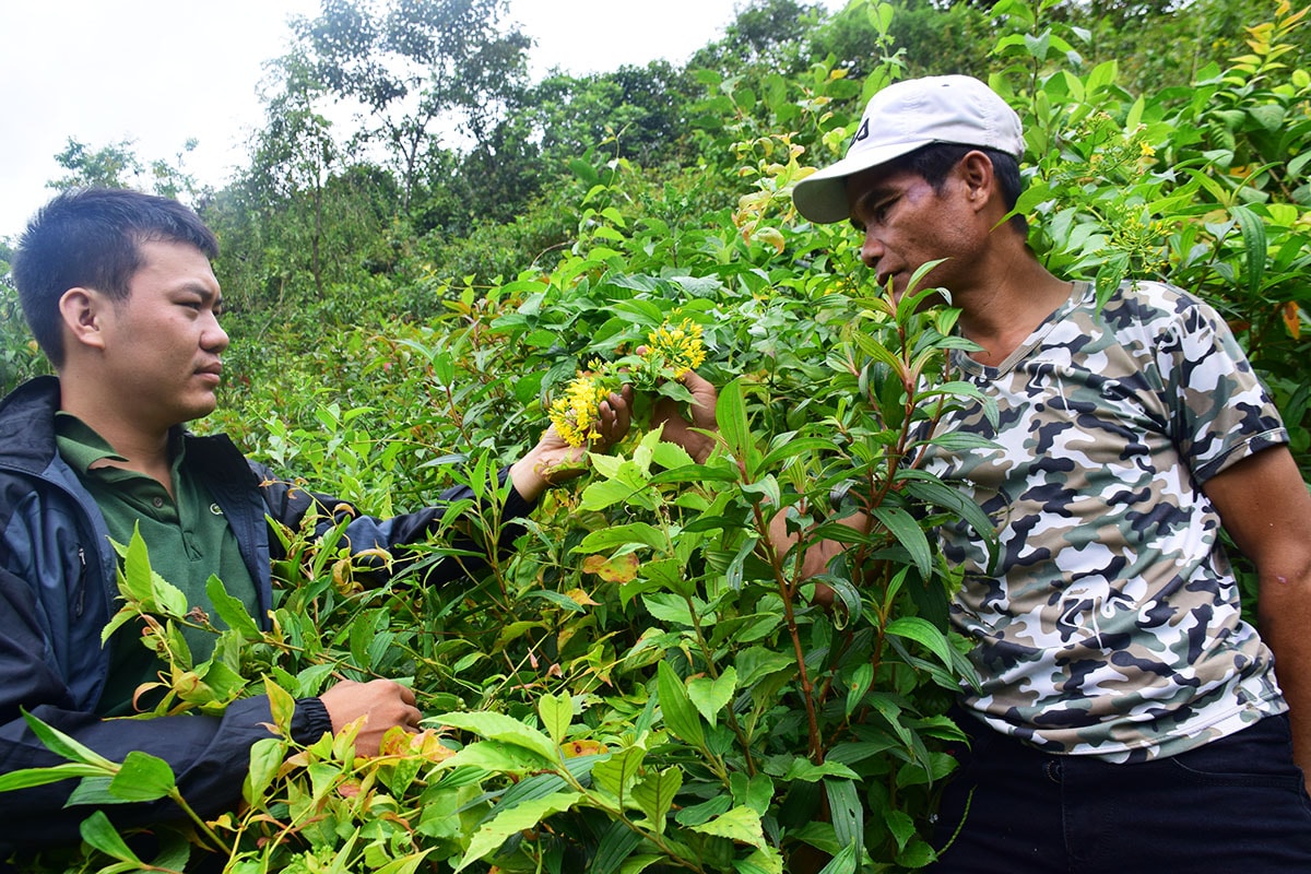 Người dân làng Măng Klâng cho hay, lá ngón mọc quanh làng. Ảnh: THANH THẮNG