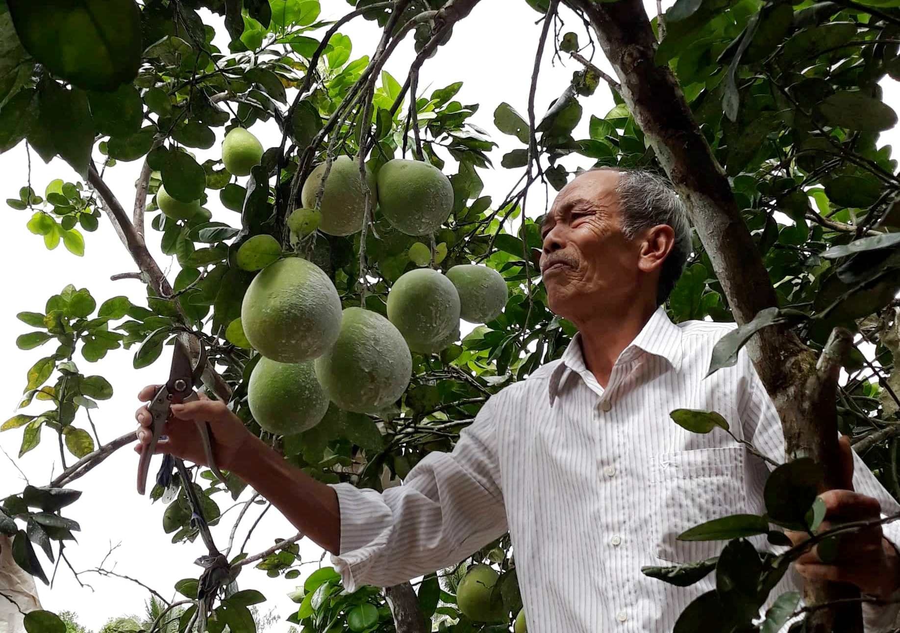 Thanh trà, loại trái cây đặc sản ở Lộc Yên, luôn đầy sức cám dỗ bởi vị ngọt the rất riêng. Ảnh: B.A