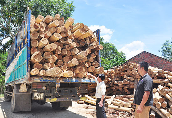 Hợp tác xã Nông nghiệp Hiệp Thuận thu mua gỗ keo để chế biến. Ảnh: VINH ANH