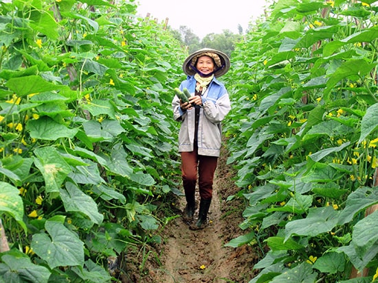 Được hỗ trợ vốn ưu đãi và chuyển giao kỹ thuật sản xuất, nông dân Quảng Nam có điều kiện xây dựng những mô hình canh tác cây trồng cạn hiệu quả. Ảnh: VĂN SỰ