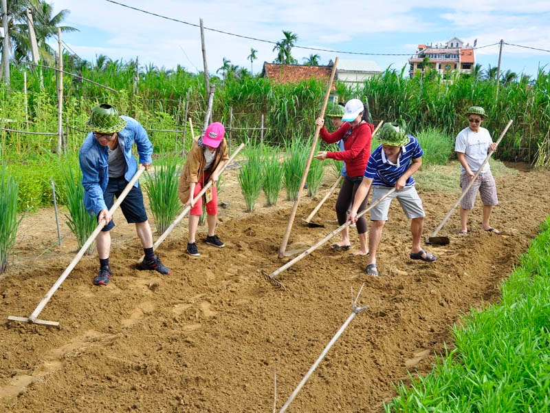 Người dân trồng rau hữu cơ tại thôn Thanh Đông, xã Cẩm Thanh, TP.Hội An. Ảnh: LÊ HIỀN