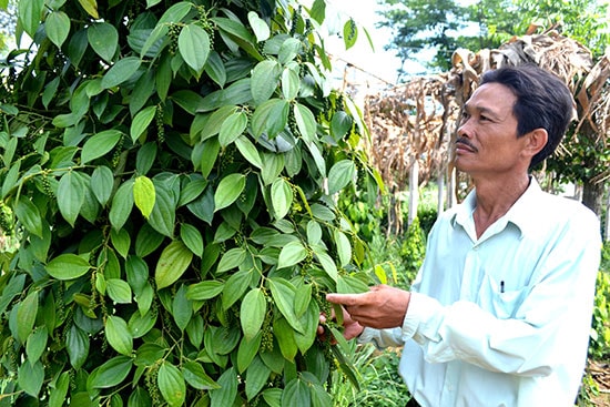 Hội Làm vườn huyện Thăng Bình sẽ được sáp nhập trong thời gian đến. Ảnh: VIỆT QUANG