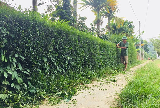 Ông Phan Hoài Việt phát dọn hàng chè tàu ở làng Đại Bình. Ảnh: C.V