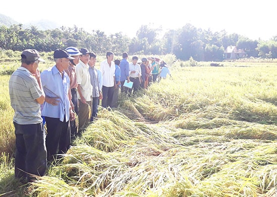 Dự án không chỉ đưa năng suất lúa tăng bình quân gần 10 tạ/ha so với cùng kỳ mà còn tạo ra sản phẩm an toàn, môi trường sống thân thiện.