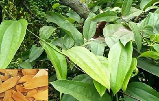 Cây và vị thuốc thổ phục linh. 