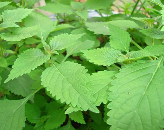 Cây kinh giới 