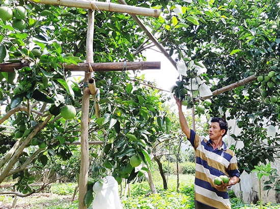 Vườn cây ăn quả của ông Nguyễn Hạt cho thu nhập vài trăm triệu đồng mỗi năm. Ảnh: T.NHAN