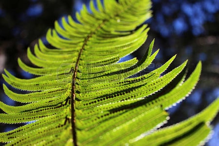 Lá cây “Thanh kiếm phương tây-Polystichum muntitum)/