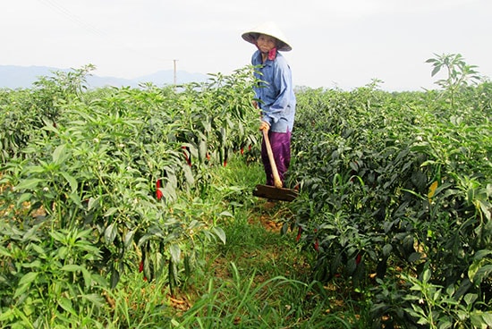 Bà con nông dân huyện Duy Xuyên được các hội, đoàn thể vận động chuyển đổi cây trồng đem lại hiệu quả kinh tế cao. Ảnh: V.SỰ